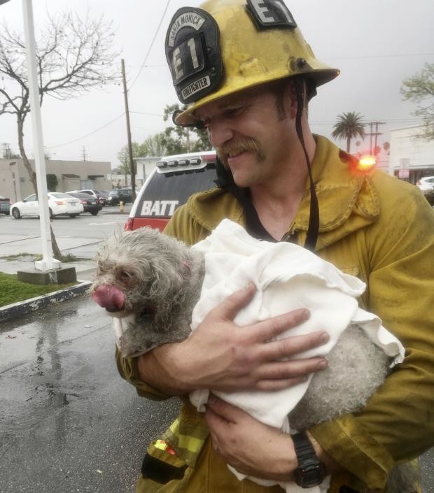 Firefighter Andrew Klein with Nalu the dog - Santa Monica fire - 21 March 2017
