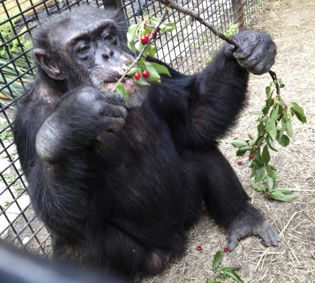Kiko the chimp - Primate Sanctuary - july 2013