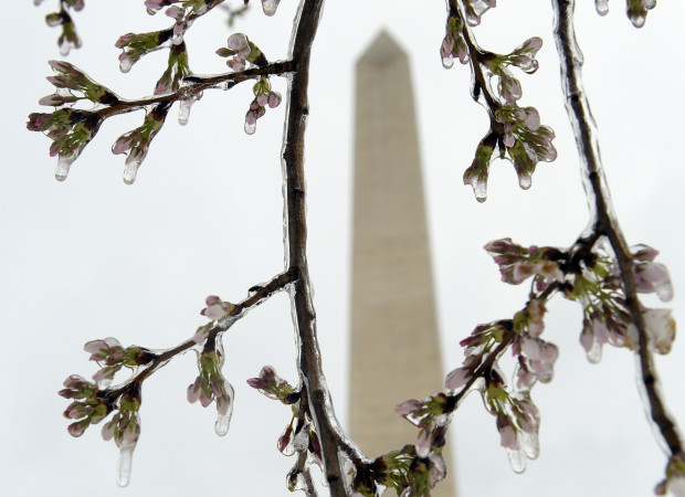 Washington's famed cherry blossoms are covered in ice during a late winter storm in Washington, Tuesday, March 14, 2017. The National Park Service is concerned about the impact of cold weather on the blossoms. (AP Photo/Susan Walsh)