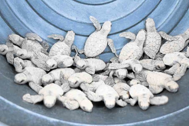 Some of the Hawskbill sea turtles that had been released into the sea after they were hatched on the coast of Punta Dumalag, Davao City, a known nesting site of the turtles. —ARJOY M. CENIZA/CONTRIBUTOR