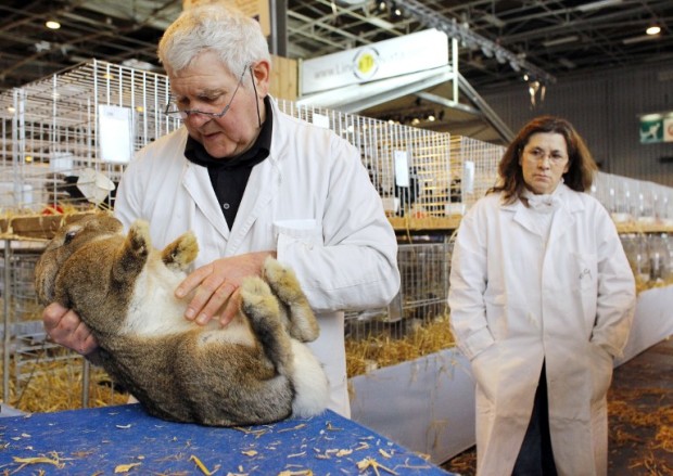 A man, specialized in domestic rabbits, takes a look at a Giant rabbit of Flandres for a contest, on February 26, 2010, in Paris, on the eve of the opening of the international agricultural fair to be held from from February 27, 2010 to March 7, 2010. Part trade fair and part family day out, the week-long jamboree is expected to draw half-a-million visitors to an exhibition centre in Paris and allow city dwellers to reconnect with French farming traditions. AFP PHOTO / PATRICK KOVARIK / AFP PHOTO / PATRICK KOVARIK