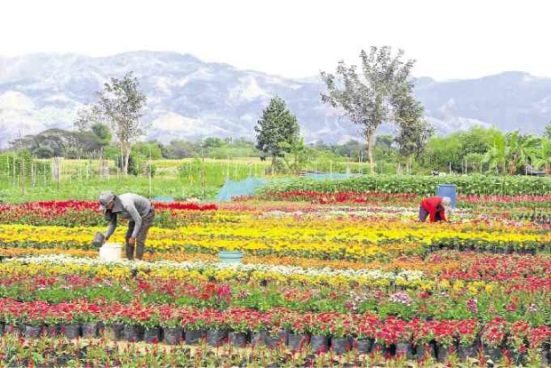 Workers at ABC’s demonstration farm make sure that its flower garden is abloom as visitors arrive. —PHOTOS BY WILLIE LOMIBAO