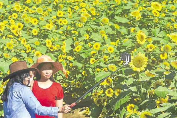 Sunflowers as perfect background for selfies —WILLIE LOMIBAO