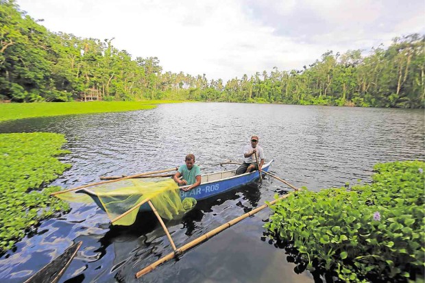 “Sinarapan” spawned in Manapao Lake in Buhi, Camarines Sur province, are transferred by fishermen to repopulate the fish population in Lake Buhi. —PHOTO BY MARK ALVIC ESPLANA