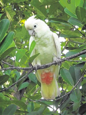 NOW THRIVING: the Philippine cockatoo