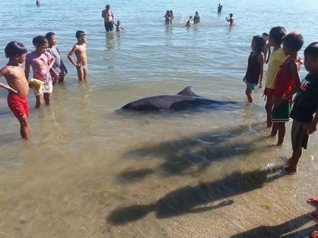 Children look at the dead dolphin found Tuesday morning off the shores of Dimasalang town in Masbate province. (Photo from the PNP Dimasalang Facebook page)