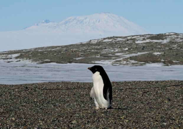 (FILES) This file photo taken on November 11, 2016 shows an Adelie penguin at the New Harbor research station near McMurdo Station in Antarctica. AFP FILE PHOTO