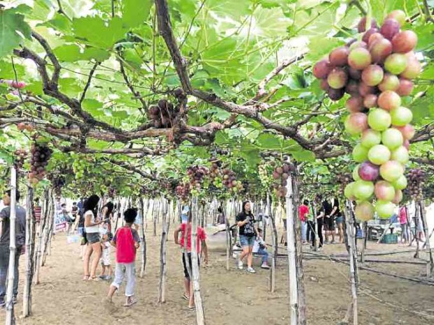 Visitors from different towns and provinces flock to the vineyards of Bauang town, La Union province, to experience picking their own grapes. —YOLANDA SOTELO