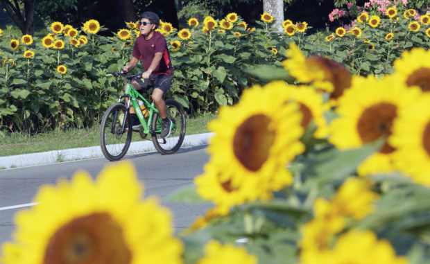Sunflowers provide a welcome sight on University Avenue in UP Diliman, Quezon City, where over 3,000 graduates will finally receive their diplomas this Sunday. —NIÑO JESUS ORBETA