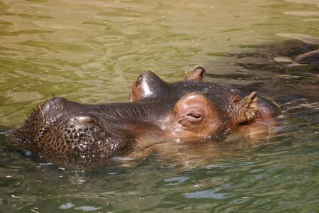 World's 'oldest' hippo dies at Manila Zoo | Inquirer News