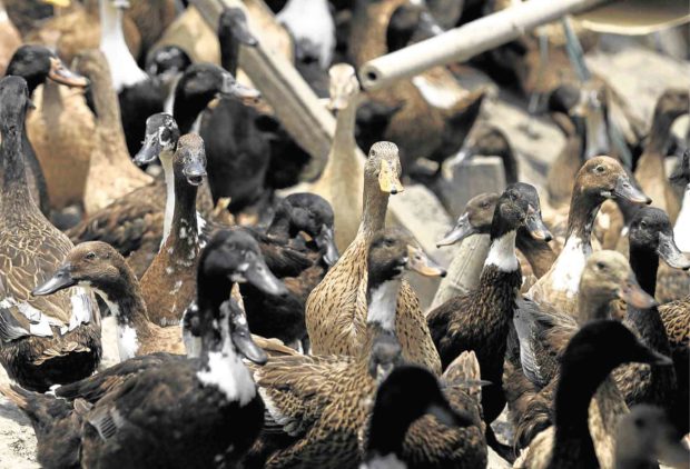 Davao City bans entry of live birds to protect against bird flu