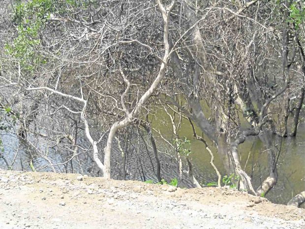 Mangroves in the Iloilo River are dying because part of the Esplanade project is blocking the flow of seawater, which is crucial to mangrove health. —PHOTO COURTESY OF JURGENNE PRIMAVERA