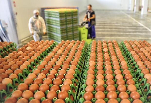 Eggs in trays in Romania - 11 Aug 2017
