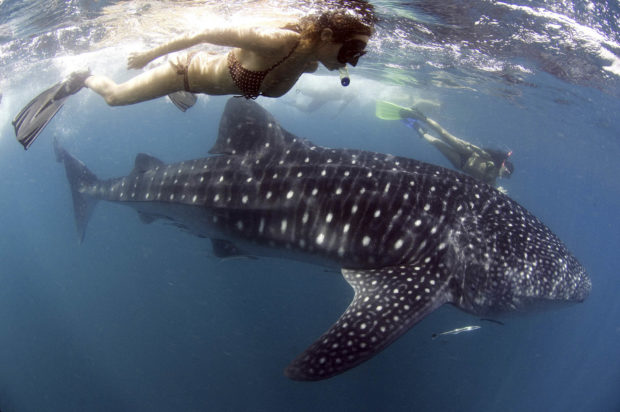 SEA ENCOUNTER Tourists swim alongside a huge whale shark as part of an interactive encounter in the waters of Donsol, Sorsogon. —AFP