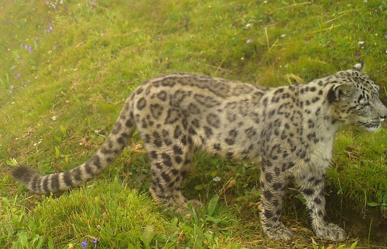 Yak herders in Bhutan capture snow leopard images | Inquirer News