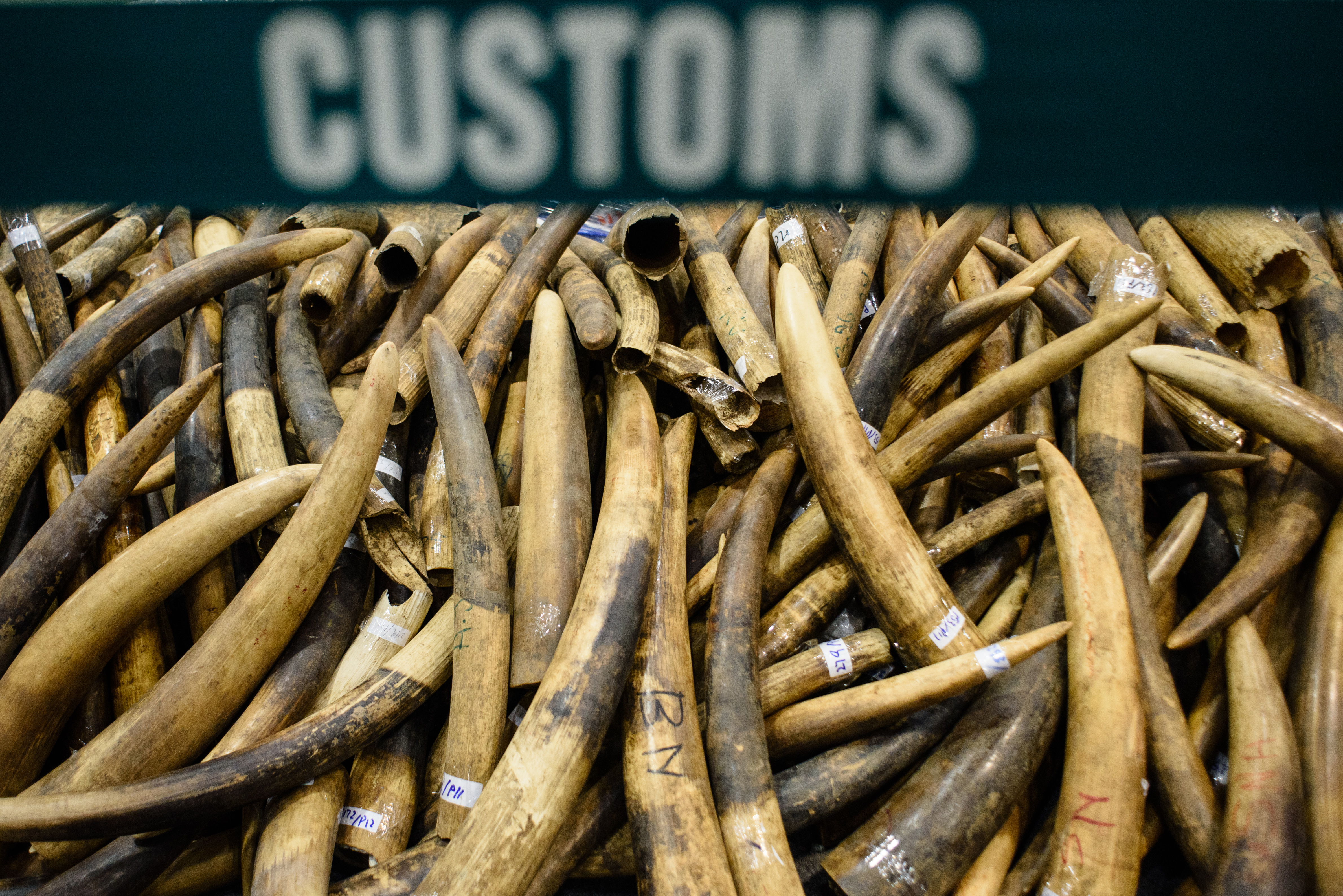 China seizes nearly 2,748 elephant tusks in huge bust