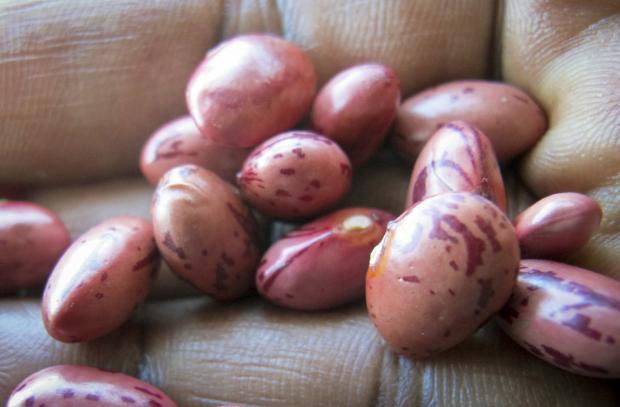Super beans closeup