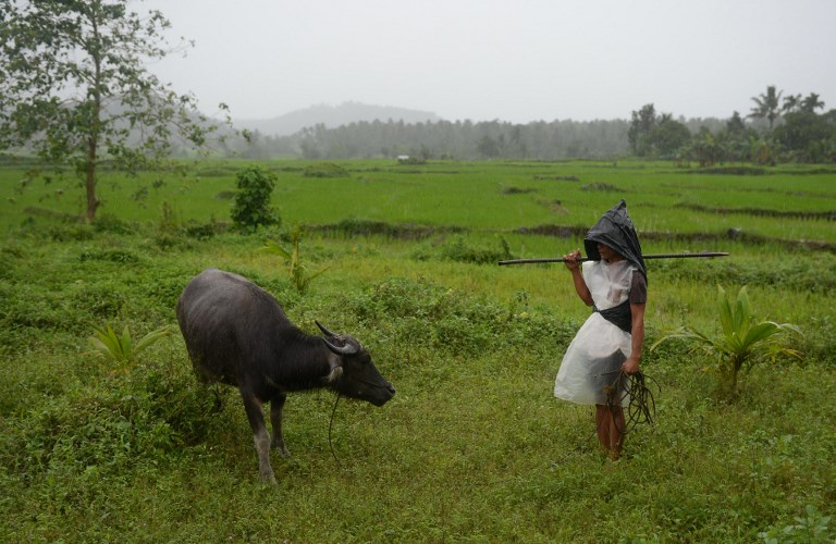 This photo taken on January 27, 2018 shows farmer Jay Balindang tending to his water buffalo under heavy rains in a rice field at the foot of the Mayon volcano in the town of Guinobatan in Albay province. Balindang is among nearly 10,000 farmers who have been affected by the eruption of Mayon volcano that began earlier this month. / AFP PHOTO / TED ALJIBE