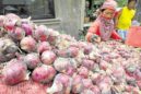 The “peak season” of local onions is expected in January 2023, the Department of Agriculture (DA) said Tuesday.