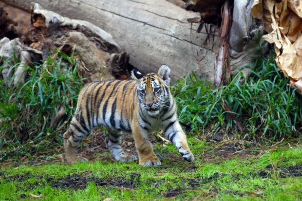 False Reports of Tiger Roaming NYC Streets Cause Panic