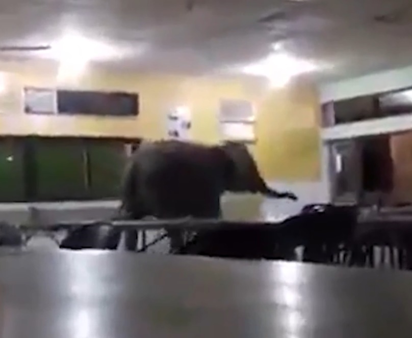 An elephant went into the SMK Telupid canteen in search for food. SCREEN GRAB FROM THE STAR MALAYSIA/ASIA NEWS NETWORK