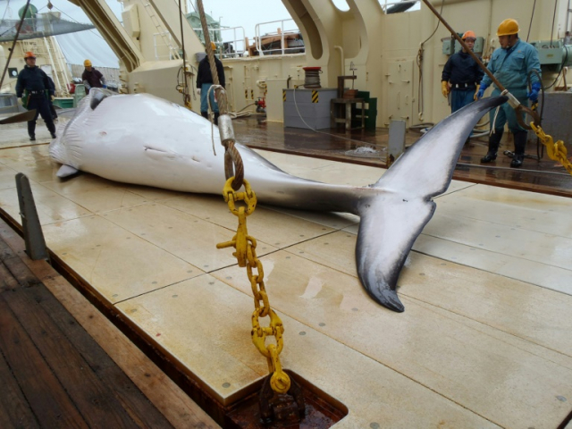 Japan to withdraw from IWC, resume commercial whaling in 2019