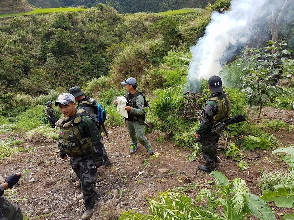 P17M worth of marijuana destroyed in Kalinga | Inquirer News
