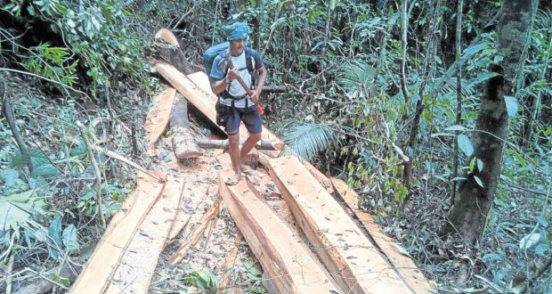 Forester inspecting logs illegally cut from the Sierra Madre. STORY: Proposed Sierra Madre agency hit for prioritizing development