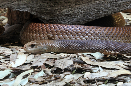 Nurse survives deadly Australia snake bite using training | Inquirer News