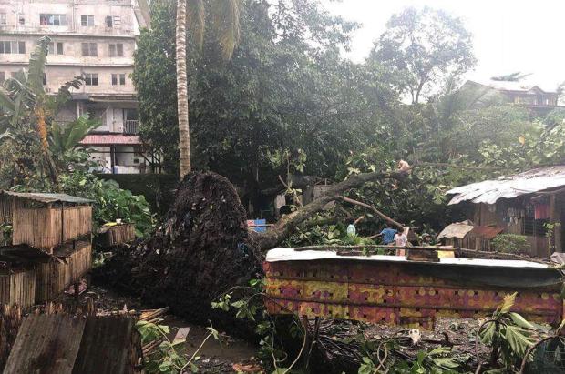 Pagadian City tornado uprooted tree