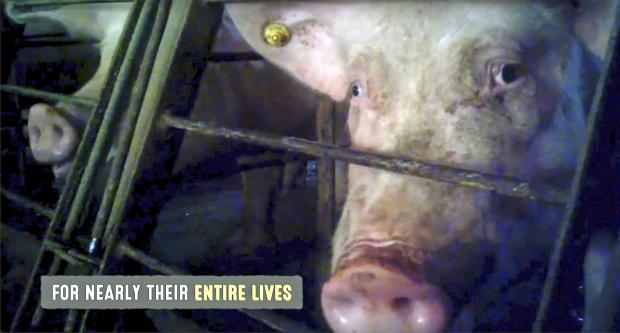 Pig abuse video still