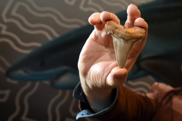 Fossil enthusiast Philip Mullaly holds a giant shark tooth - evidence that a shark nearly twice the size of a great white once stalked Australias ancient oceans - at the Melbourne Museum on August 9, 2018. Up to 7 cms long (2.7 inch), the teeth have been identified as being from an extinct species of mega-toothed shark - the great jagged narrow-toothed shark (Carcharocles angustidens) - which could grow to more than 9 metres long, almost twice the length of todays great white shark. / AFP PHOTO / William WEST