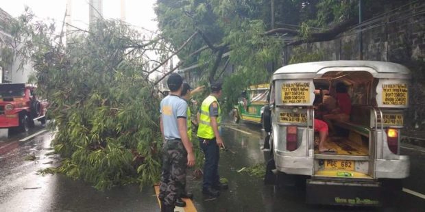 uprooted tree causes traffic along Shaw 2