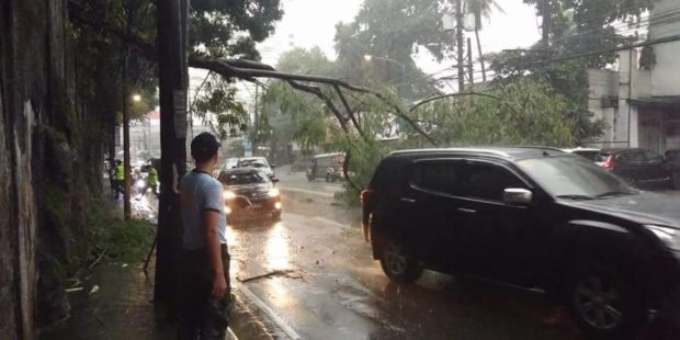 uprooted tree causes traffic along Shaw 3