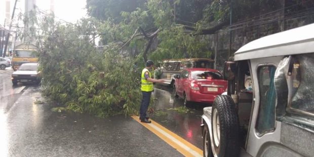 uprooted tree causes traffic along Shaw
