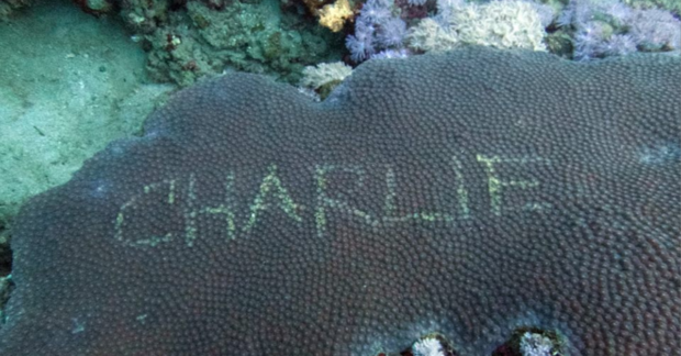 coral, vandalism