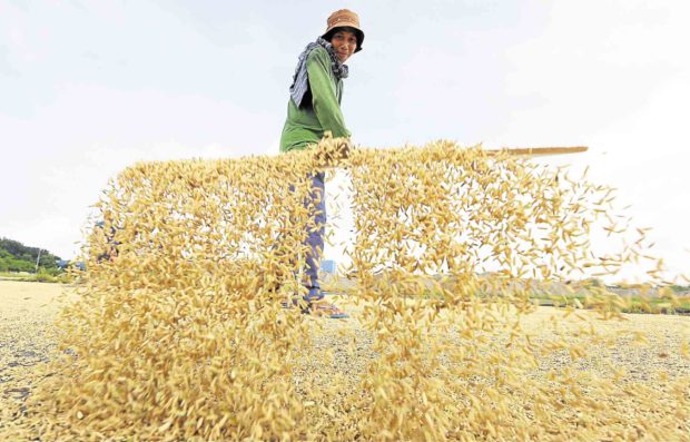 FILE PHOTO: A farmer dries palay in Pulilan, Bulacan province, in a sign of good harvest amid rising prices. 