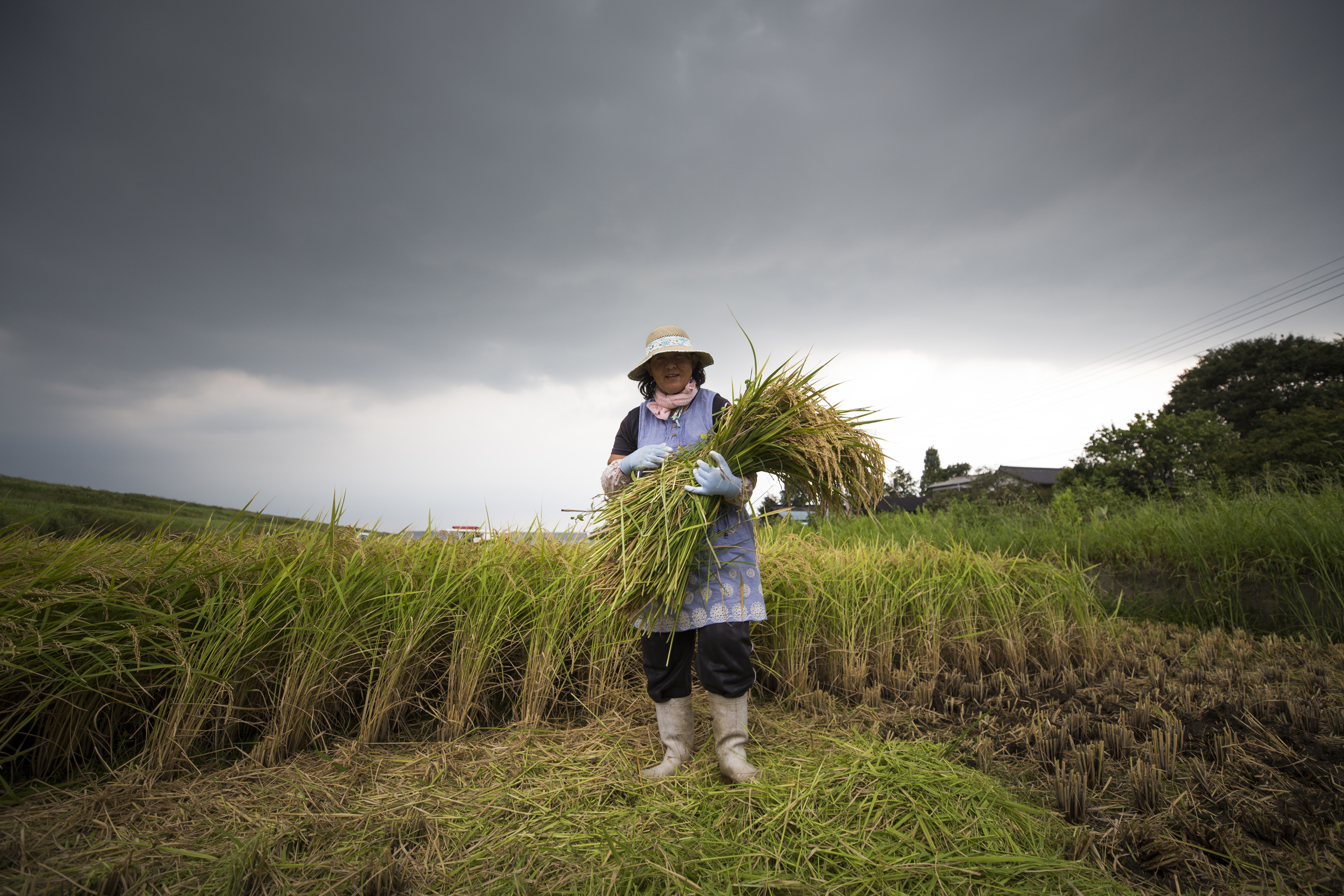 Grain Pain Japan s Aging Rice Farmers Face Uncertain Future Inquirer 