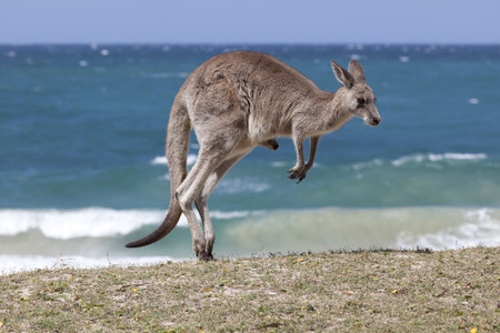 Teens charged over Australia kangaroo deaths