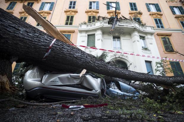 Car crushed by fallen tree in Venice