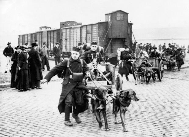 World War I dogs