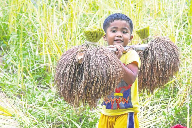 YOUNG FARMER Children in Ifugao villages, like 7-year-old Julio Abbuy of Hingyon town, learn the basics of heirloom rice cultivation early. —KARLSTON LAPNITEN