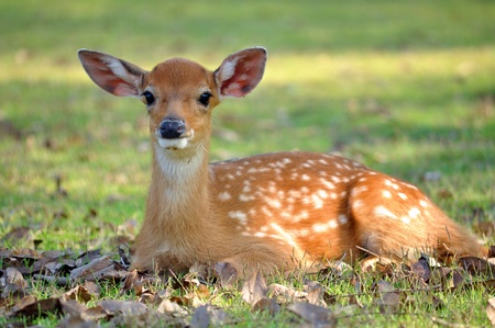 Natural fawn killer: Judge sentences poacher to 'Bambi' viewings