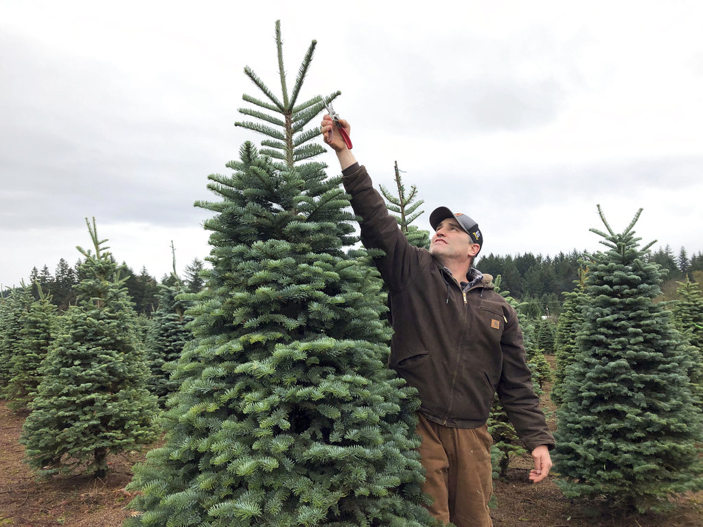 Christmas tree farmers combat popularity of artificial trees