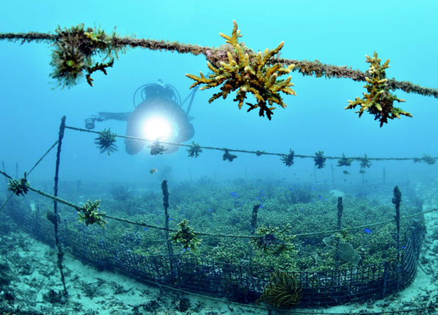 Conservationists use rope farming to save coral’s ‘northern habitat’ in Japan