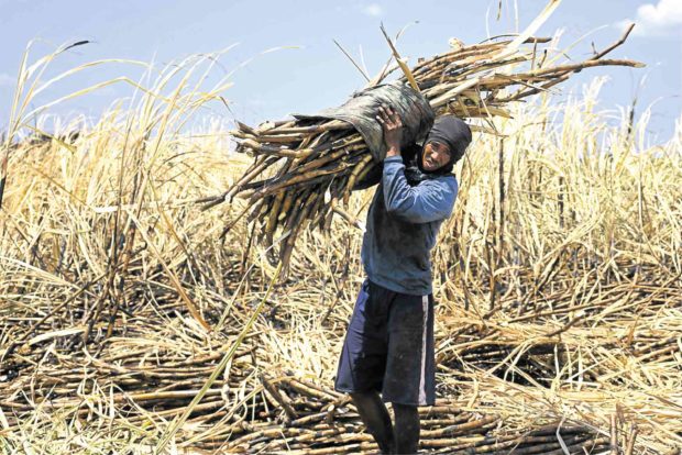 sugarcane farmer philippines