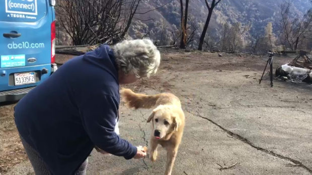 In this Friday Dec. 7, 2018 image from video provided by Shayla Sullivan, "Madison," the Anatolian shepherd dog that apparently guarded his burned home for nearly a month, approaches his owner, Andrea Gaylord, as she was allowed back to check on her burned property in Paradise, Calif. Sullivan, an animal rescuer, left food and water for Madison during his wait. Gaylord fled when the Nov. 8 fire destroyed the town of 27,000. (Shayla Sullivan via AP)