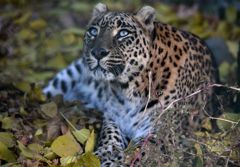 Leopard kills, decapitates 3-year-old boy in India