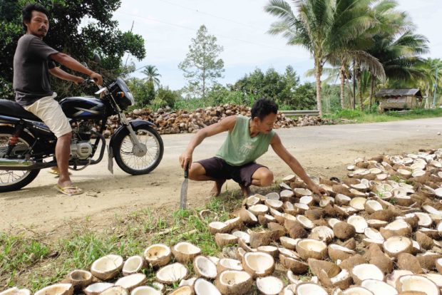 ‘Coconut farmers are grieving’