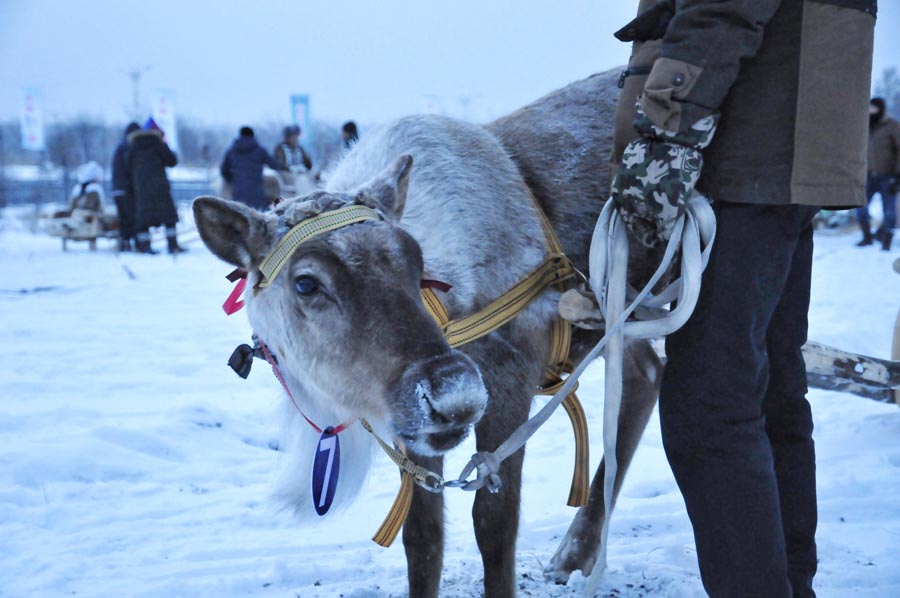 Meet the only tribe in China that breeds reindeer